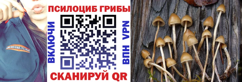 цена   Сычёвка  Псилоцибиновые грибы Psilocybe 